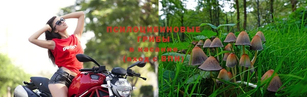 шишки Балабаново